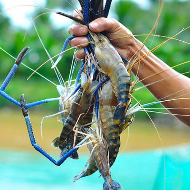 8f010627881521773ca14a0ddca7de7a